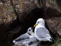 Dreizehenmöve mit Jungvögel in Nestnische